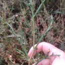 Genista tridentata L. subsp. cantabrica (Spach) NymanGenista tridentata L. subsp. cantabrica (Spach) Nyman