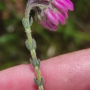 Erica tetralix L.Erica tetralix L.