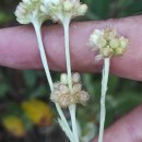 Helichrysum luteoalbum (L.) Rchb.Helichrysum luteoalbum (L.) Rchb.