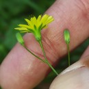 Lapsana communis L.Lapsana communis L.