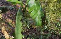 Musa x paradisiaca L.Musa x paradisiaca L.