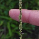 Sporobolus indicus (L.) R. Br.Sporobolus indicus (L.) R. Br.