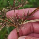 Cyperus eragrostis Lam.Cyperus eragrostis Lam.