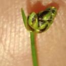 Isolepis cernua (Vahl) Roem. & Schult.Isolepis cernua (Vahl) Roem. & Schult.