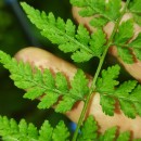 Cystopteris diaphana (Bory) BlasdellCystopteris diaphana (Bory) Blasdell