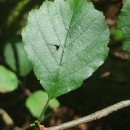 Alnus lusitanica Vít, Douda & MandákAlnus lusitanica Vít, Douda & Mandák