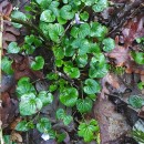 Viola riviniana Reichenb.Viola riviniana Reichenb.