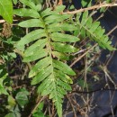 Polypodium interjectum ShivasPolypodium interjectum Shivas