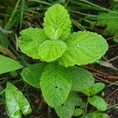 Mentha suaveolens Ehrh.Mentha suaveolens Ehrh.
