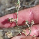 Logfia minima (Sm.) Dumort.Logfia minima (Sm.) Dumort.