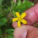 Hypericum humifusum L.Hypericum humifusum L.