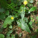 Crepis lampsanoides (Gouan) TauschCrepis lampsanoides (Gouan) Tausch