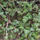 Hedera hibernica (G. Kirchn.) Bean‹Hedera hibernica (G. Kirchn.) Bean‹