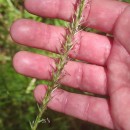 Gaudinia fragilis (L.) Beauv.Gaudinia fragilis (L.) Beauv.