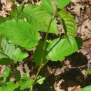 Prunus avium L.Prunus avium L.