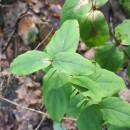 Hypericum androsaemum L.Hypericum androsaemum L.