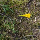 Narcissus bulbocodium L.Narcissus bulbocodium L.
