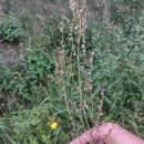 Rumex acetosa L. subsp. acetosaRumex acetosa L. subsp. acetosa