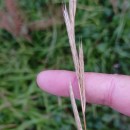 Brachypodium pinnatum (L.) Beauv.Brachypodium pinnatum (L.) Beauv.