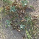 Eryngium maritimum L.Eryngium maritimum L.