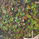 Potamogeton natans L.Potamogeton natans L.