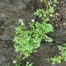 Cardamine flexuosa With.Cardamine flexuosa With.