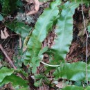 Asplenium scolopendrium L.Asplenium scolopendrium L.