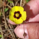 Tuberaria guttata (L.) Fourr.Tuberaria guttata (L.) Fourr.