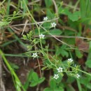 Thesium pyrenaicum  Pourr.Thesium pyrenaicum  Pourr.