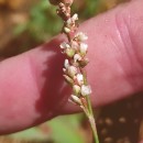 Persicaria maculosa GrayPersicaria maculosa Gray