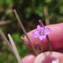 Epilobium tetragonum  L.Epilobium tetragonum  L.