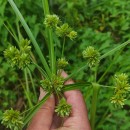 Cyperus eragrostis Lam.Cyperus eragrostis Lam.