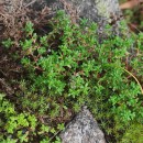 Sedum anglicum Huds.Sedum anglicum Huds.