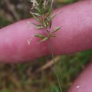Anthoxanthum aristatum Boiss.Anthoxanthum aristatum Boiss.