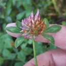 Trifolium pratense L.Trifolium pratense L.