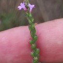 Verbena officinalis L.Verbena officinalis L.