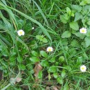 Bellis perennis L.Bellis perennis L.