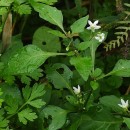 Solanum nigrum L.Solanum nigrum L.