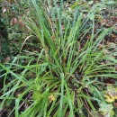 Carex pendula Huds.Carex pendula Huds.