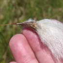 Eriophorum angustifolium Honck.Eriophorum angustifolium Honck.