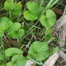 Viola palustris L.Viola palustris L.