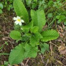 Primula vulgaris Huds.Primula vulgaris Huds.