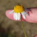Chamaemelum nobile (L.) All.Chamaemelum nobile (L.) All.