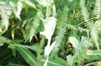 Lactuca serriola L.Lactuca serriola L.