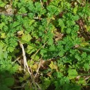 Aphanes australis Rydb.Aphanes australis Rydb.