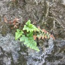 Asplenium adiantum-nigrum L. subsp. corunnense (Christ) Rivas Mart.Asplenium adiantum-nigrum L. subsp. corunnense (Christ) Rivas Mart.