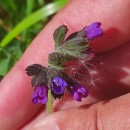 Pulmonaria longifolia (Bastard) BoreauPulmonaria longifolia (Bastard) Boreau