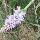 Dactylorhiza maculata (L.) SóoDactylorhiza maculata (L.) Sóo
