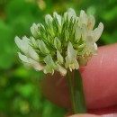 Trifolium repens L.Trifolium repens L.