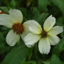 Bidens aurea (Aiton) SherffBidens aurea (Aiton) Sherff